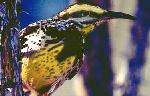 Western Field Meadowlark, Nebraska's Official State Bird officially recognized on March 22, 1929. -  See and learn about other Nebraska Birds.