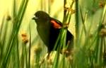 Representation of Red-Winged Blackbird.  Guess why they call it that.