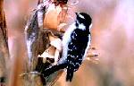 Representation of Field Woodpecker