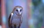 Representation of Barn Owl