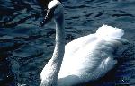 Representation of Swan