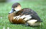 Representation of Female Mallard Duck