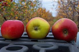 Image - Apples